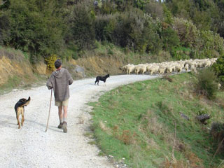 Droving sheep at Kairuru Farmstay Accomodation near Nelson