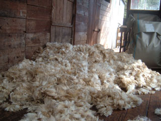 Lambs' wool at Kairuru Farmstay